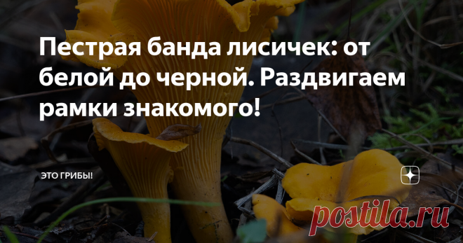 Пестрая банда лисичек: от белой до черной. Раздвигаем рамки знакомого! Давайте скажем прямо: лисички мы ценим не за многоликость. Лисичка, излюбленный гриб мнительных европейцев и начинающих русских грибников, в первую очередь ценна своим единообразием. На внешнем уровне лисичка ходит строем - плодоносит ровно там и тогда, где ее ждут. На внутреннем - монолитная, лишена всякой внутренней структуры, словно модель гриба, оттиснутая из желтой ароматной резины. На