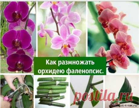 орхидеи Как размножить орхидею