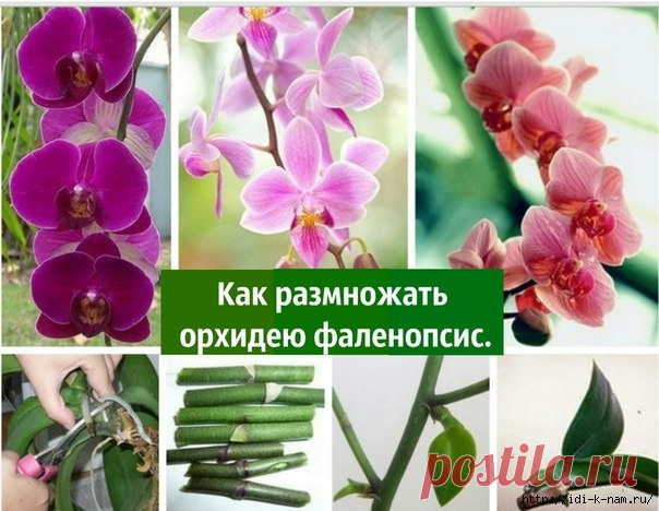 орхидеи Как размножить орхидею