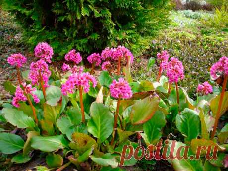Многолетний садовый цветок Бадан (Bergenia). Многолетнее корневищное, травянистое растение высотой до 40 см. Образует обширные куртины. Листья крупные, кожистые, блестящие, вечнозеленые, цветки розовато-лиловые, колокольчатые, собраны в рыхлое соцветие на безлистном толстом цветоносе.
Основные виды.
Чаще всего в цветоводстве используются: б.толстолистный (B.crassifolia) и б.сердцелистный (B.cordifolia). Имеются сорта с пурпурно-красными, розовыми и бело-розовыми цветками.