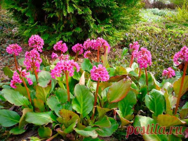 Многолетний садовый цветок Бадан (Bergenia). Многолетнее корневищное, травянистое растение высотой до 40 см. Образует обширные куртины. Листья крупные, кожистые, блестящие, вечнозеленые, цветки розовато-лиловые, колокольчатые, собраны в рыхлое соцветие на безлистном толстом цветоносе.
Основные виды.
Чаще всего в цветоводстве используются: б.толстолистный (B.crassifolia) и б.сердцелистный (B.cordifolia). Имеются сорта с пурпурно-красными, розовыми и бело-розовыми цветками.