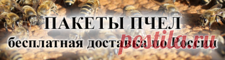 журнал Пчеловодство - Применяю траву клоповника