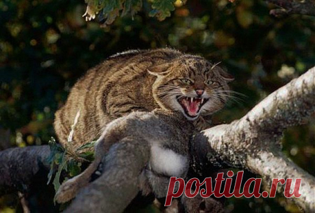 Дикие коты Шотландии (Felis silvestris grampia) отличаются от обычных домашних или одичавших более крупным телосложением (самцы весят как правило 6-9 кг, самки 5-7 кг), густым мехом, широкой мордой, мощной челюстью и абсолютной неприручаемостью. Ещё у них имеется сногсшибательный толстый полосатый хвост с чёрным кончиком и очень характерное недружелюбное выражение морды. Излюбленная добыча шотландских котов - кролики, далее идут мелкие грызуны, иногда они даже ловят рыбу и лягушек.