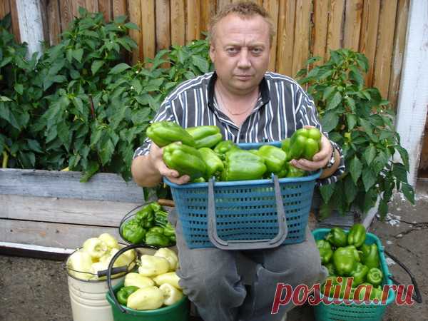 Умный огород Игоря Лядова