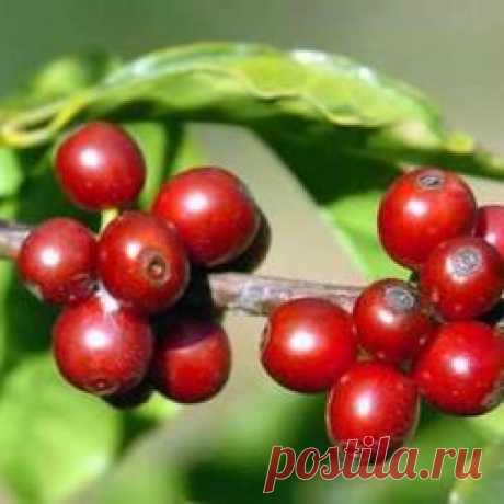 20 удивительных фактов, которые вы не знали о кофе