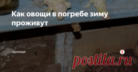 Как овощи в погребе зиму проживут Уборка корнеплодов в самом разгаре. Конечно же, их необходимо заложить в хорошо подготовленный для этого погреб, иначе все усилия по выращиванию овощей окажутся напрасными, если они быстро начнут гнить в неуютном для них помещении. Чтоб этого не случилось, необходимо подготовить погреб к зимовке.
Итак, засучим рукава и приступим! Для начала уберем из хранилища остатки старых овощей, если они там о