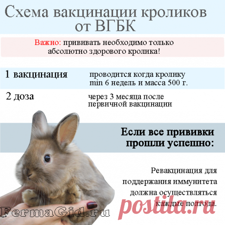 Прививки кроликам: в каком возрасте и как делать, схемы