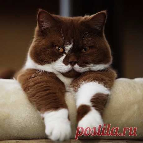 Красавчик!