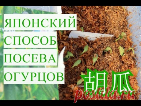 Японский Способ Выращивания Огурцов. Супер Быстрые Всходы!