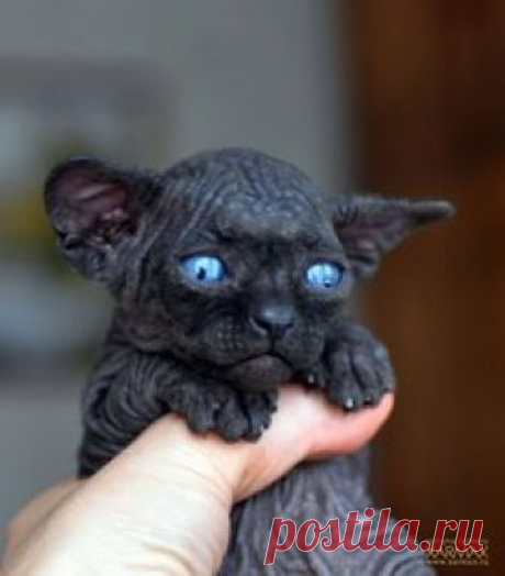 Black sphynx kittens for sale!