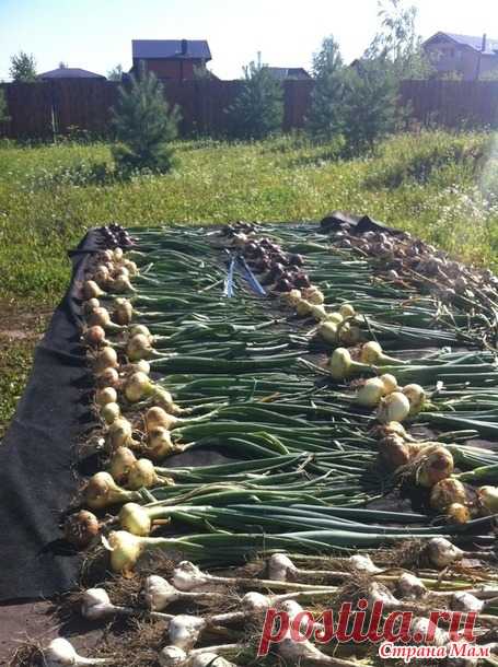 Лучок репчатый маринованный - Люблю готовить - Страна Мам | кулинария ...