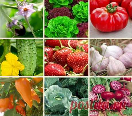Gardening | Севооборот - что после чего можно или нельзя сажать - таблица