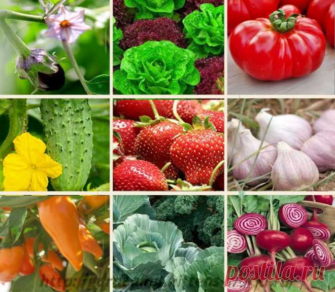 Gardening | Севооборот - что после чего можно или нельзя сажать - таблица