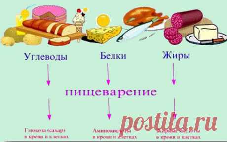 По секрету всему свету&amp;#8230; | Роль белков, жиров и углеводов в организме человека