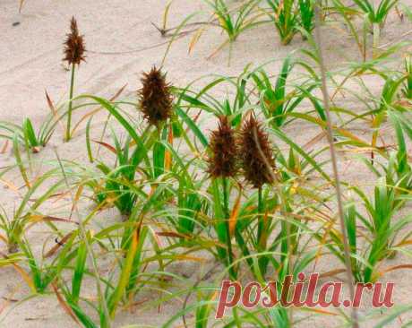Лекарственное растение Осока песчаная (Carex arenaria). Многолетнее растение высотой 10-40 см с подземными далеко ползущими побегами, причем побеги нередко образуют прямые ряды. Стебель прямостоячий, сильный, с тремя острыми гранями. Листья жесткие, желобчатые, линейные, к моменту цветения такой же длины, что и стебель, или немного короче. Листовые влагалища коричневые. Невзрачные цветки собраны в колоски, которые по 6-12 штук образуют плотную колосовидную метелку длиной 4-6 см.