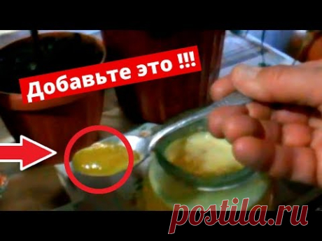 Быстро растут и не болеют!!!Супер подкормка для комнатных растений Марганец с медом!!!