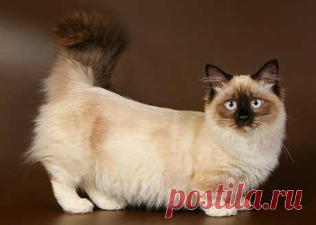 Шикарные коты породы манчкин