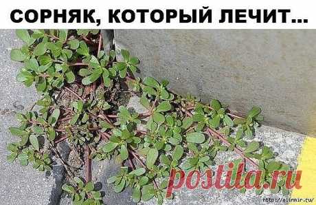 НЕ УНИЧТОЖАЙТЕ ЭТОТ СОРНЯК И ВОТ ПОЧЕМУ