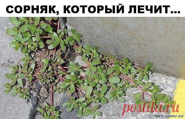 НЕ УНИЧТОЖАЙТЕ ЭТОТ СОРНЯК И ВОТ ПОЧЕМУ