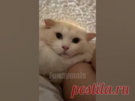 I share funny animal videos that i found for you if you like it please like and subscribe#funnyanimals #funnypets #cuteanimalsTAGS:funny animal videos that i...