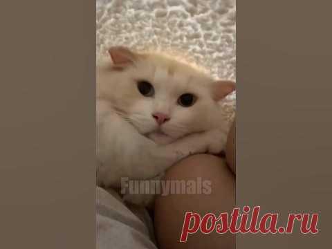 I share funny animal videos that i found for you if you like it please like and subscribe#funnyanimals #funnypets #cuteanimalsTAGS:funny animal videos that i...