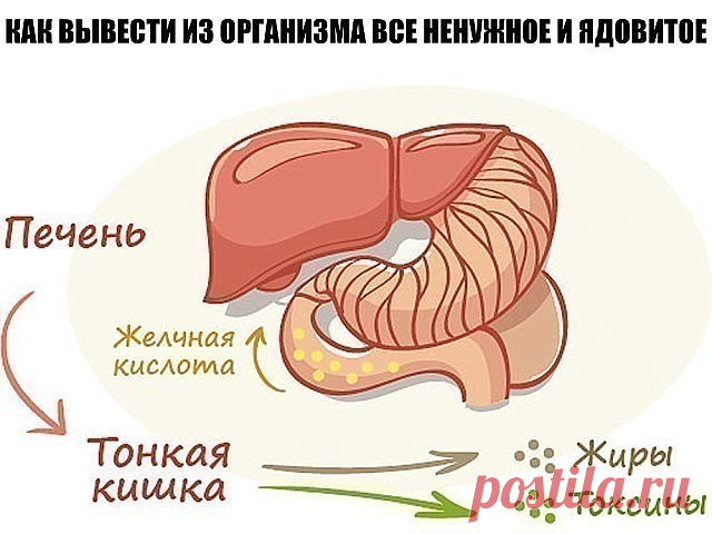 КАК ВЫВЕСТИ ИЗ ОРГАНИЗМА ВСЕ НЕНУЖНОЕ И ЯДОВИТОЕ ?