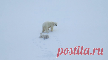 ВАЖНО! Еще некоторое время назад этой фотографии не могло бы существовать! Она была сделана 1 марта на острове Шпицберген, то есть ЗА МЕСЯЦ до того, как медведицы с медвежатами обычно выходят из своих берлог. 
Таким образом, глобальное изменение климата влияет на жизнь диких животных. И об этом должны знать все! https://savethearctic.org/