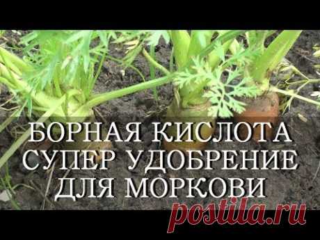 БОРНАЯ КИСЛОТА СУПЕР УДОБРЕНИЕ ДЛЯ УРОЖАЯ МОРКОВИ