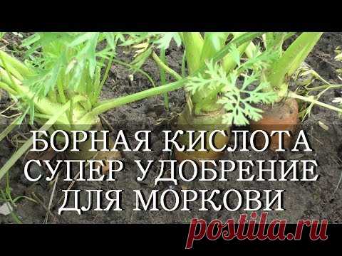 БОРНАЯ КИСЛОТА СУПЕР УДОБРЕНИЕ ДЛЯ УРОЖАЯ МОРКОВИ