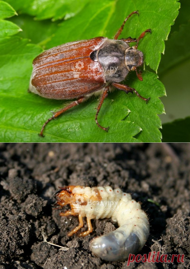 Pests Control, Insect, Agriculture. Larva of Chafer Eats Plant Root. Stock Photo