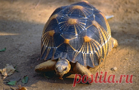 Лучистая черепаха (#Astrochelys_radiata) — очень редкий вид сухопутных черепах, эндемик Мадагаскара.

У взрослых черепах длина карапакса самок 24,2—35,6 см, самцов 28,5—39,5 см, масса до 13 кг. Обладает исключительно красивым панцирем: очень высоким, с геометрически правильным жёлтым рисунком на чёрно-коричневом фоне.

#зоология@strangeanimals #рептилии@strangeanimals #черепахи