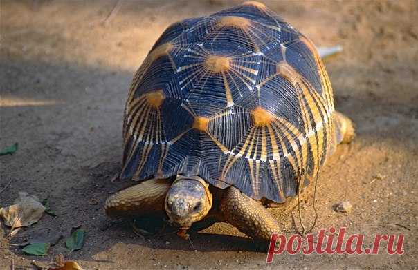 Лучистая черепаха (#Astrochelys_radiata) — очень редкий вид сухопутных черепах, эндемик Мадагаскара.

У взрослых черепах длина карапакса самок 24,2—35,6 см, самцов 28,5—39,5 см, масса до 13 кг. Обладает исключительно красивым панцирем: очень высоким, с геометрически правильным жёлтым рисунком на чёрно-коричневом фоне.

#зоология@strangeanimals #рептилии@strangeanimals #черепахи