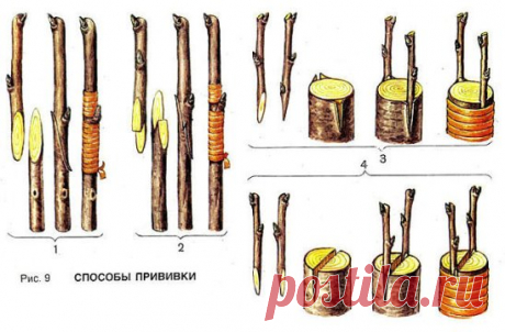 ДЕДОВСКИЙ СПОСОБ ПРИВИВКИ ДЕРЕВЬЕВ ДЛЯ БОЛЬШОГО УРОЖАЯ!
Способ прививки за кору применяют, когда к взрослой или старой яблони хотят привить один или несколько новых (более зимостойких, урожайных или устойчивых к болезням) сортов.
Тогда большинство скелетных (основных) ветвей дерева спиливают на расстоянии от 70 сантиметров до 1 метра от ствола и прививают к ним ветви. При таком способе прививки очень важно оставить две-три скелетные ветви необрезанными, чтобы они "тянули сок", - иначе яблоня,