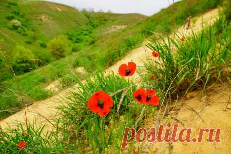 Природный парк Цимлянские пески