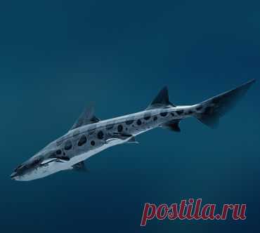 Леопардовая акула (Triakis semifasciata).