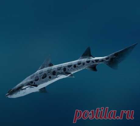 Леопардовая акула (Triakis semifasciata).