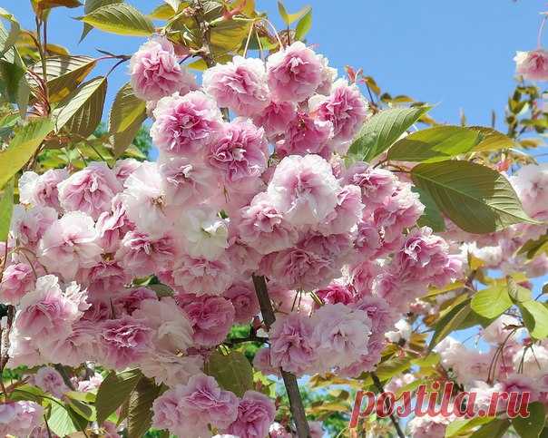 🌳 💖 Апрельское цветение мелкопильчатой вишни (сакуры). Фото: Vlad Bar