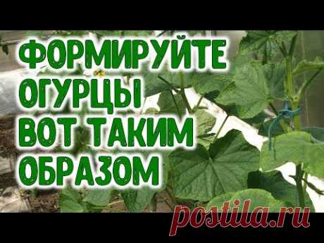 ФОРМИРУЙТЕ ОГУРЦЫ ВОТ ТАКИМ ОБРАЗОМ ЛАЙФХАК