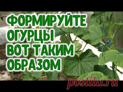 ФОРМИРУЙТЕ ОГУРЦЫ ВОТ ТАКИМ ОБРАЗОМ ЛАЙФХАК