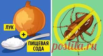 6 эффективных способов избавиться от насекомых в вашем доме 

6 эффективных способов избавиться от насекомых в вашем доме
Нам всем хочется, чтобы в нашем доме не было не прошенных гостей — насекомых, но и обрабатывать квартиру вредными химическими средствами п…