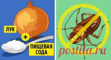 6 эффективных способов избавиться от насекомых в вашем доме 

6 эффективных способов избавиться от насекомых в вашем доме
Нам всем хочется, чтобы в нашем доме не было не прошенных гостей — насекомых, но и обрабатывать квартиру вредными химическими средствами п…