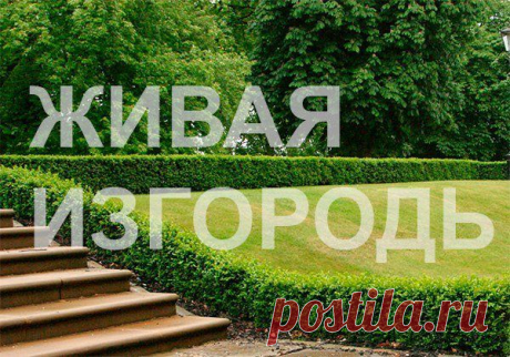 Душистая изгородь на дачном участке