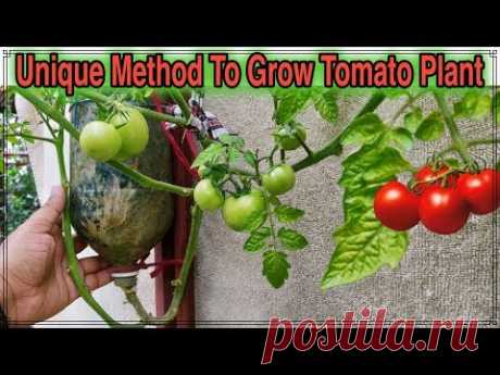 Best Method To Grow Tomato Plant in Plastic Hanging Bottle ll Vertical Gardening ll No Space Garden