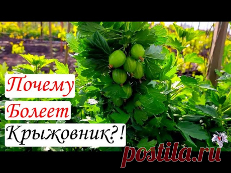 Почему болеет Крыжовник и как бороться с его болезнями!