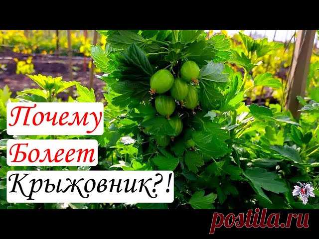 Почему болеет Крыжовник и как бороться с его болезнями!