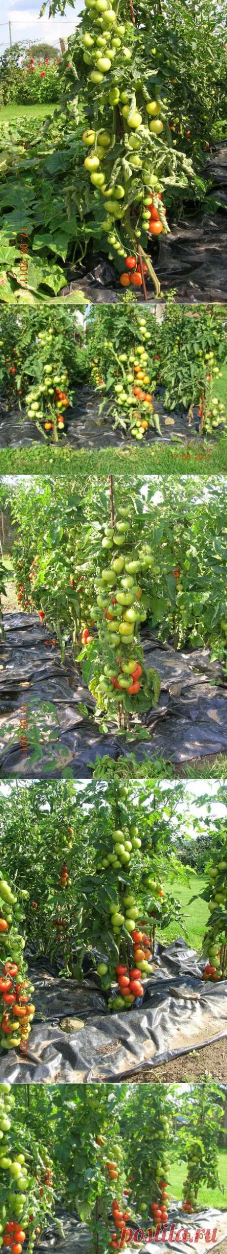 Урожайные помидоры