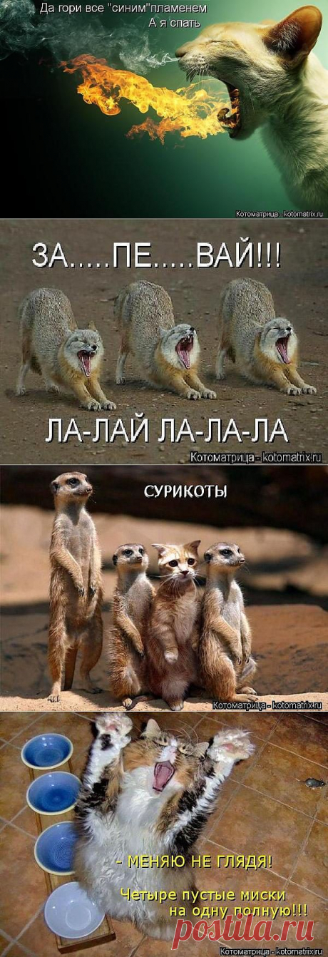 Котоматрица за неделю / Питомцы