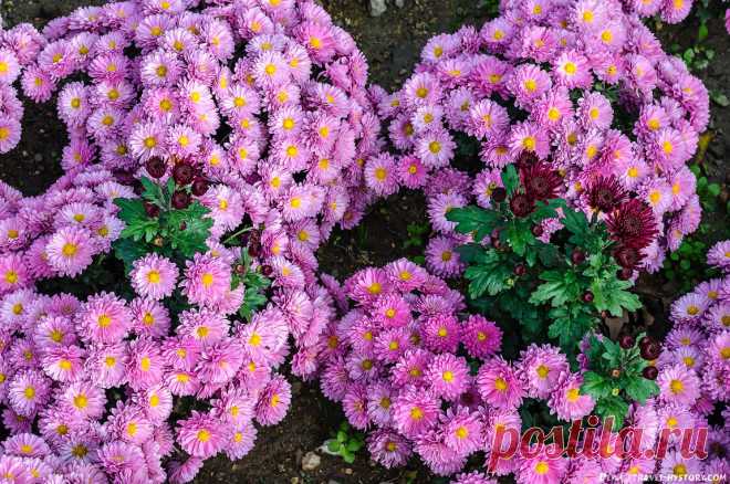 Многолетний садовый цветок Хризантема (Chrysanthemum). Многолетнее ...
