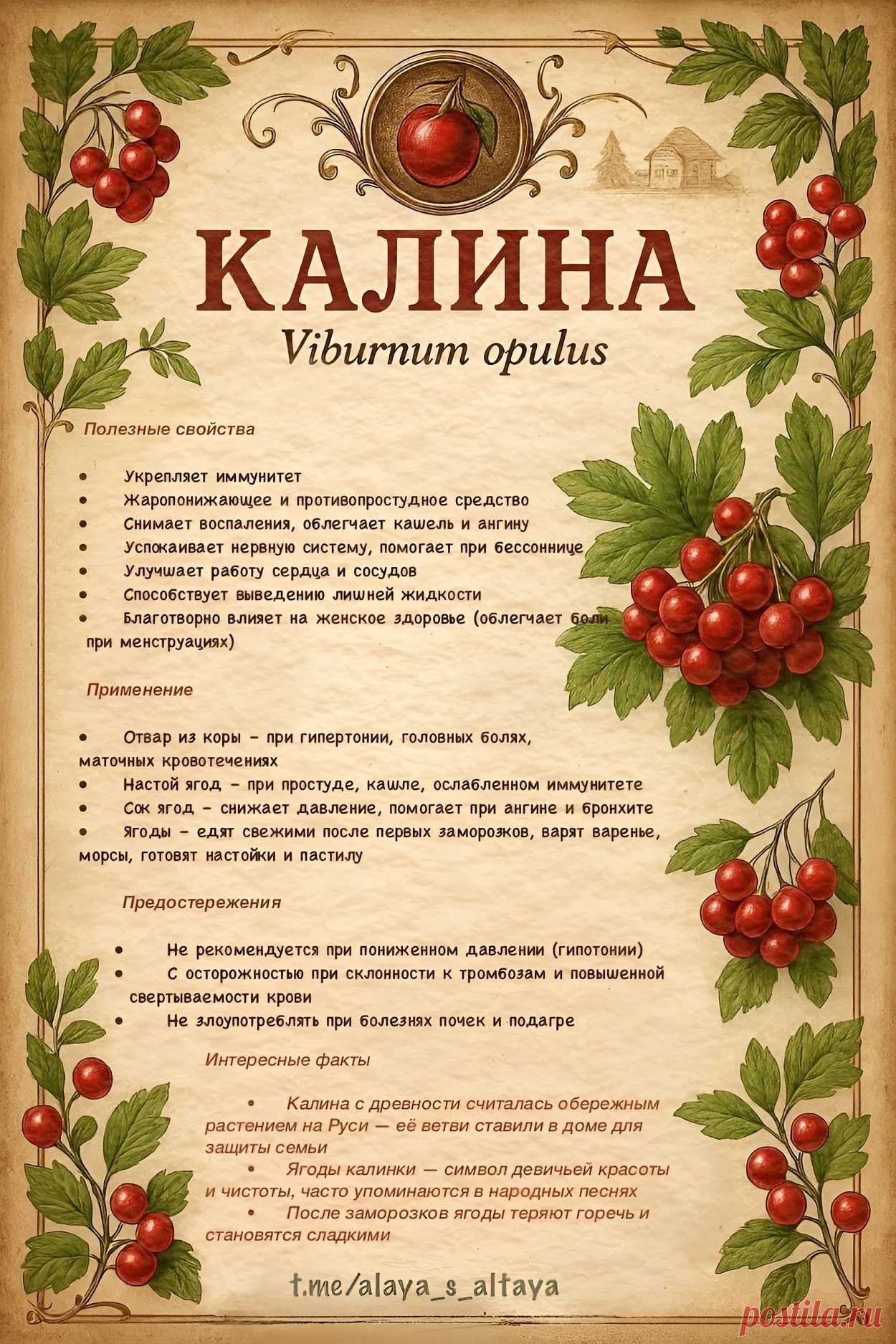 Калина