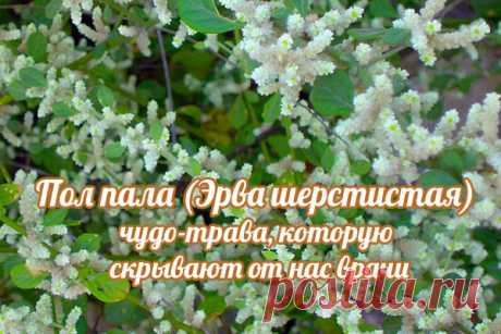 Пол-пала: домашний «хирург без скальпеля»